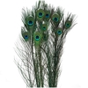 Veren Pauw 100cm