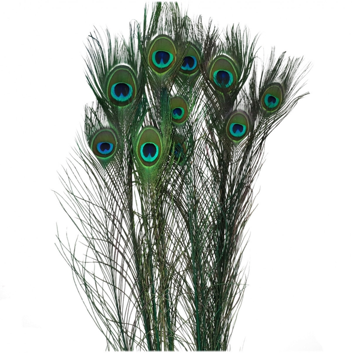 Veren Pauw 100cm