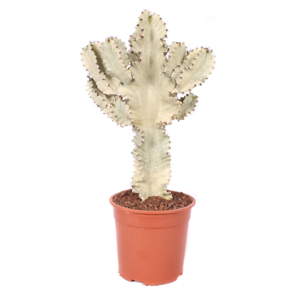 <h4>Euphorbia erytrea variegata 24 cm</h4>