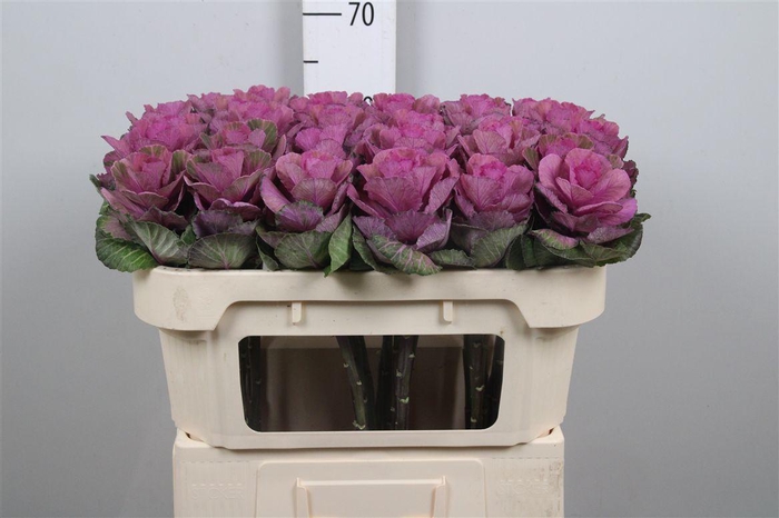 <h4>Brass Crane Carmine</h4>