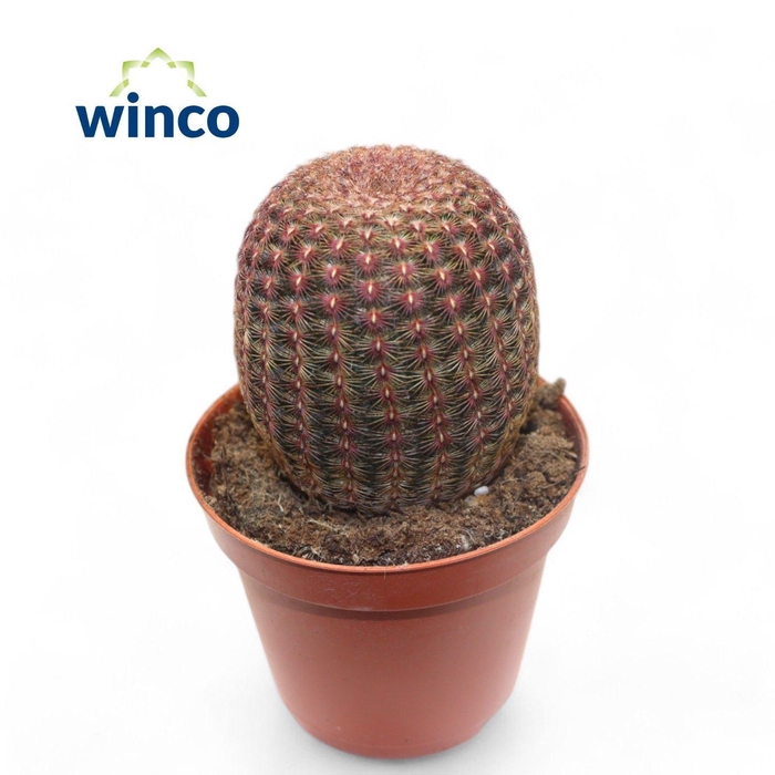 <h4>ECHINOC OV</h4>