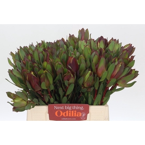 Leucadendron Senorita