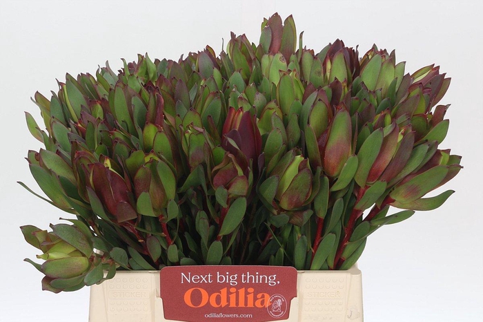 Leucadendron Senorita