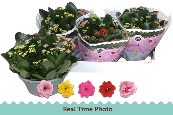 <h4>KAL GE GEM I POT</h4>