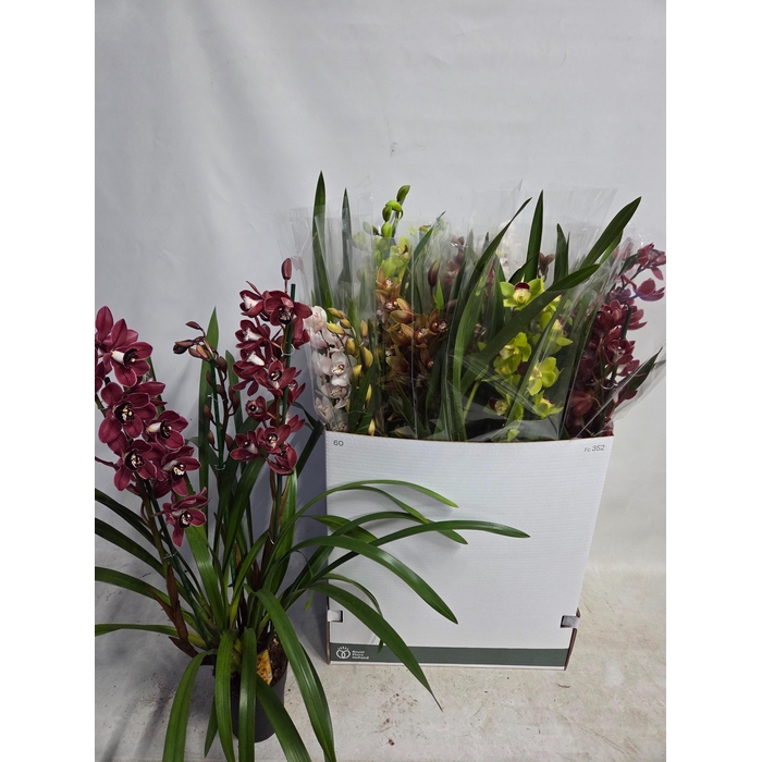 <h4>CYMB GEMENGD</h4>