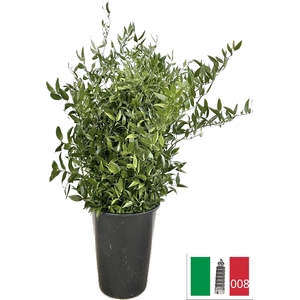 RUSCUS STEEL