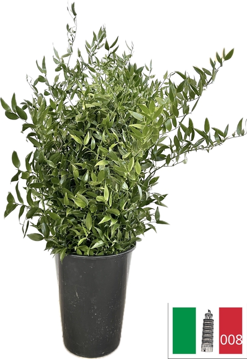 <h4>RUSCUS STEEL</h4>