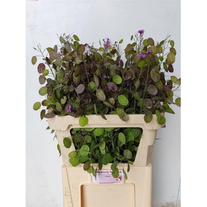Lunaria Ann Paarse P