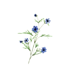 Centaurea Blue