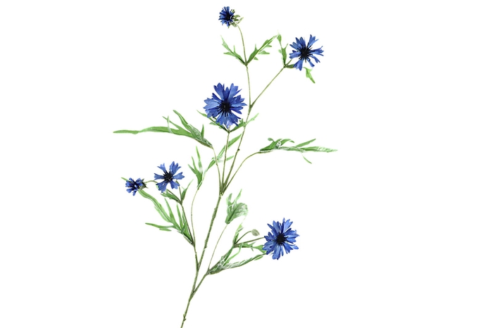 <h4>Centaurea Blue</h4>