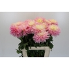 Dahlia Just Married