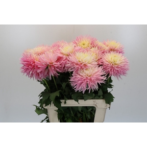Dahlia Just Married