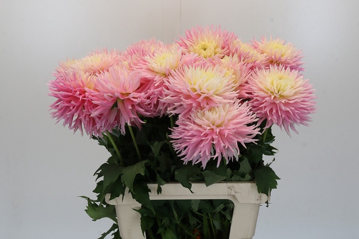 <h4>Dahlia Just Married</h4>