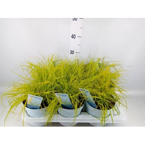 Pennisetum alopec. 'Hameln Gold'