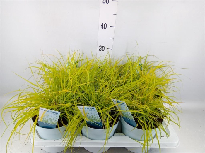 <h4>Pennisetum alopec. 'Hameln Gold'</h4>