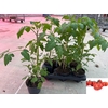 arr8 Tomatenplanten