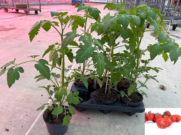 arr8 Tomatenplanten