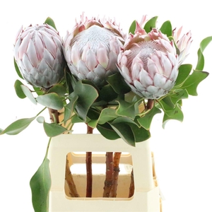 PROTEA CYNAROIDES