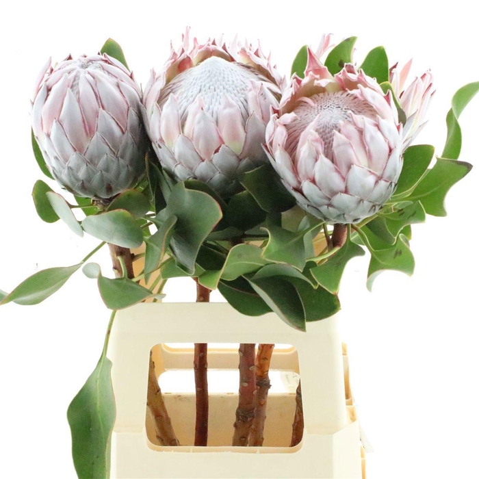 <h4>PROTEA CYNAROIDES</h4>