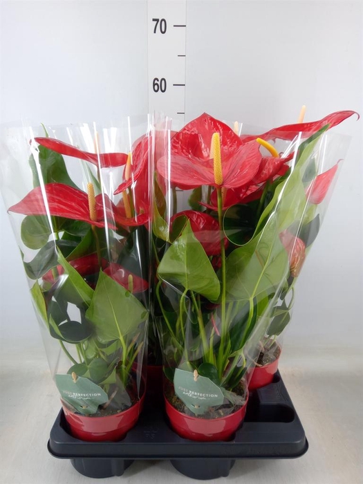 <h4>Anthurium andr. 'Minnesota'</h4>