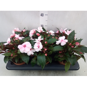 Impatiens NG 'Petticoat Cherry Blo'