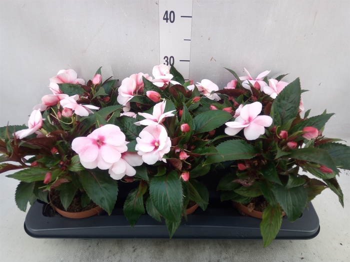 <h4>Impatiens NG 'Petticoat Cherry Blo'</h4>