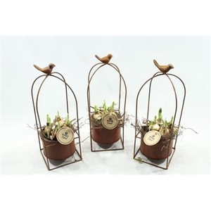 3439 Vogelkooi Roest Tete