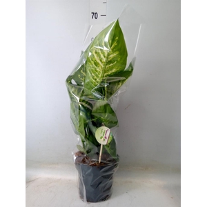 Dieffenbachia seg. 'Reeva'