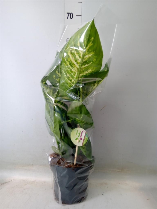 <h4>Dieffenbachia seg. 'Reeva'</h4>
