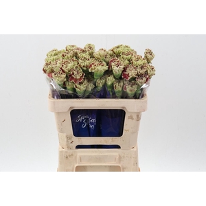 Di St Wine  Cover hi 50cm