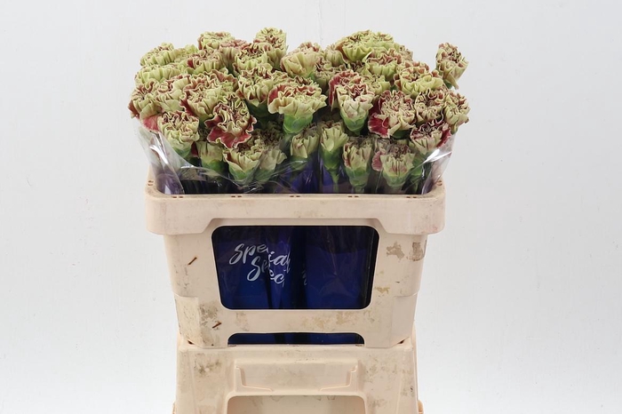 <h4>Di St Wine  Cover hi 50cm</h4>
