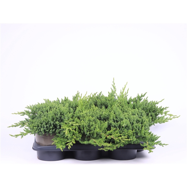 <h4>Juniperus procumbens 'Nana'</h4>