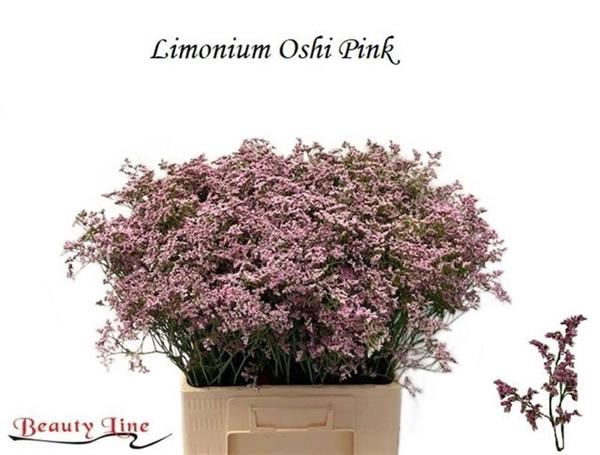 <h4>LIM SAF OSHI PINK</h4>