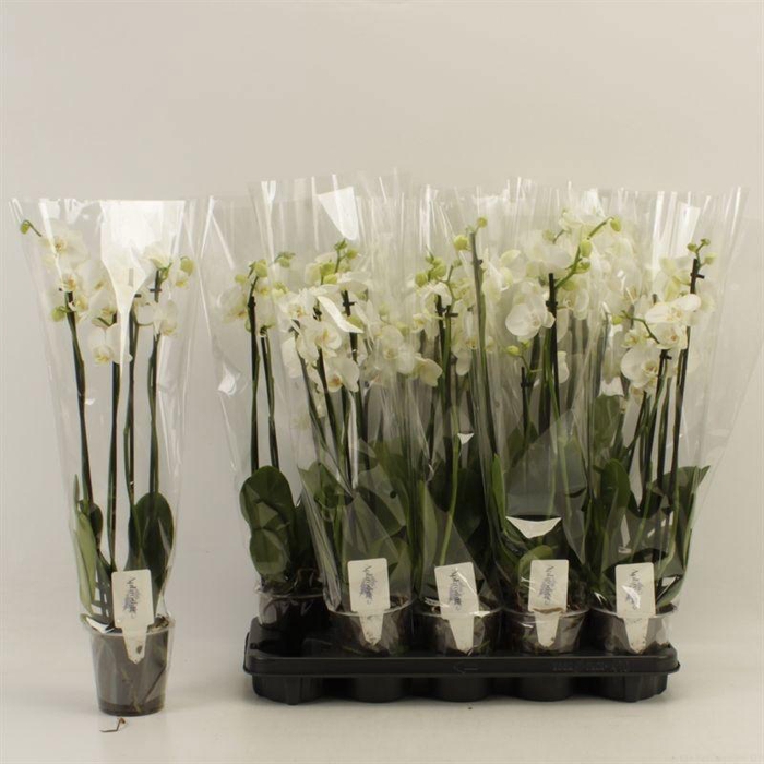 <h4>PHAL OV WIT</h4>