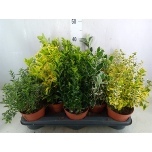 Euonymus japon.   ...mix