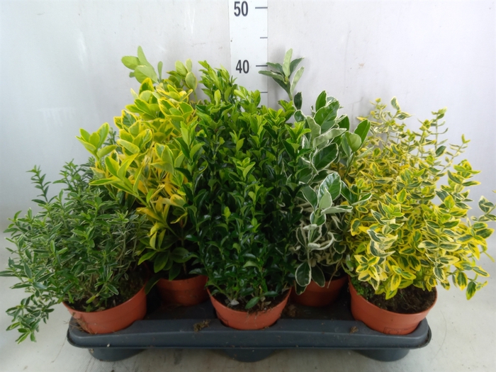 <h4>Euonymus japon.   ...mix</h4>