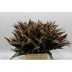 Cordyline Tips Cappucino 55 Cm