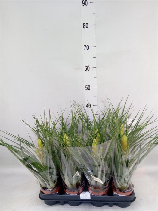 <h4>Tillandsia</h4>