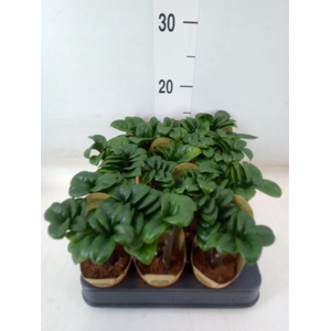 Zamioculcas zamiifolia 'Zenzi'