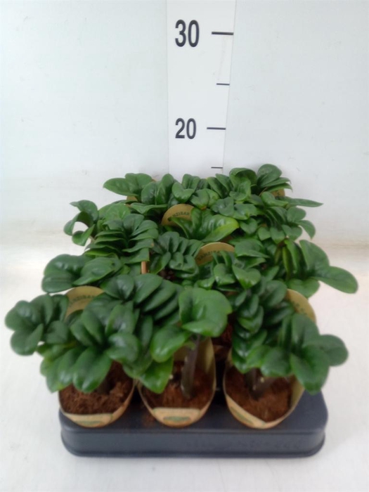 <h4>Zamioculcas zamiifolia 'Zenzi'</h4>
