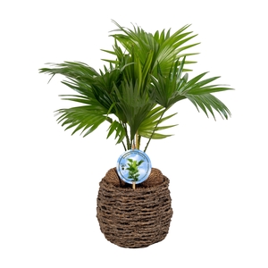 Livistona in gevlochten caryota pot ASPD etiket Lucht Zuiverend