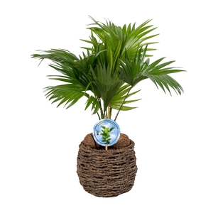 Livistona in gevlochten caryota pot ASPD etiket Lucht Zuiverend