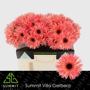 Gerbera Spider Sensini Water
