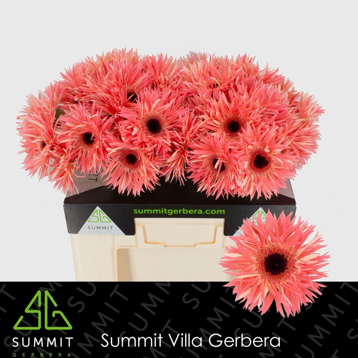 <h4>Gerbera Spider Sensini Water</h4>