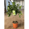 Citrus limetta 'Pursha'