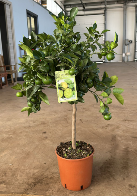Citrus limetta 'Pursha'