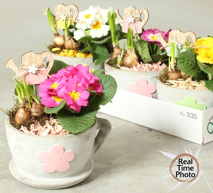 <h4>ARR TUINPLANTEN</h4>