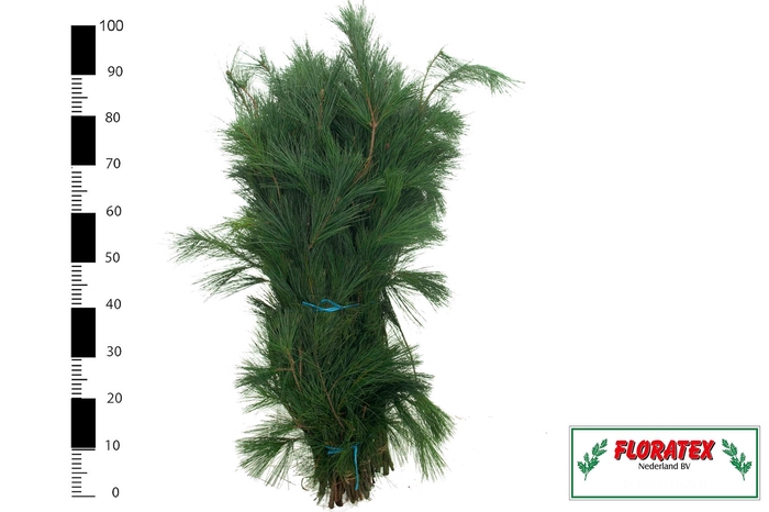 <h4>PINUS STROBUS BS</h4>