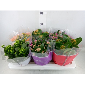 Kalanchoe blos.   ..rosebud mix  5