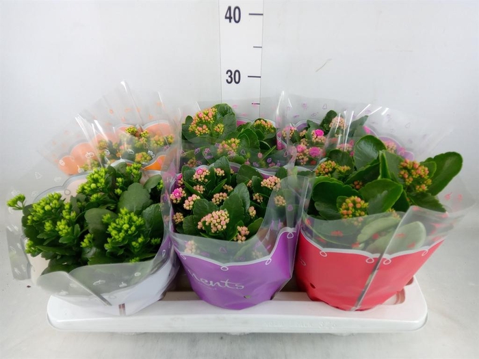<h4>Kalanchoe blos.   ..rosebud mix  5</h4>